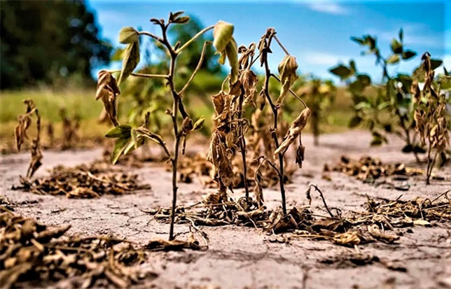 Fenómeno-El-Niño-generará-una-sequía-moderada-en-el-país