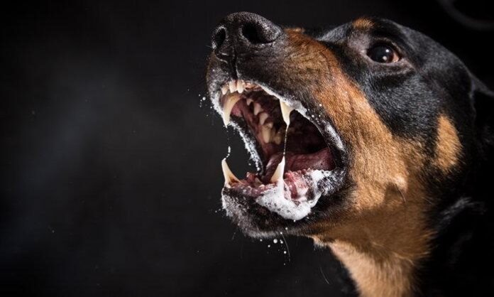 Gobierno nacional impulsa Programa Integral de Control de la Rabia Canina NACION
