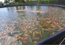 Granja Piscícola Pizper produce dos toneladas de pescado al año