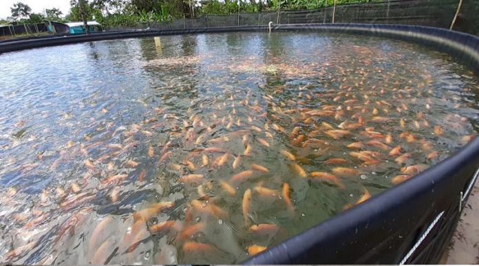 Granja Piscícola Pizper produce dos toneladas de pescado al año