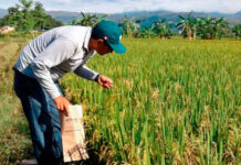 Histórica cosecha de 6.000 kg de arroz consolida la producción en Apure