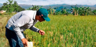 Histórica cosecha de 6.000 kg de arroz consolida la producción en Apure