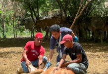 Inició Plan de Vacunación contra la fiebre aftosa en el municipio Revenga