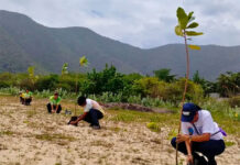 Inparques sembró 7 mil nuevas plantas en playa Los Cocos