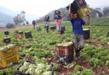 Inundaciones de cultivos en Timotes por intensas lluvias amenazan con elevar el precio de las hortalizas