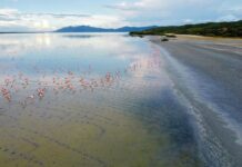 Laguna de Unare nominada a World Travel Awards como destino verde líder