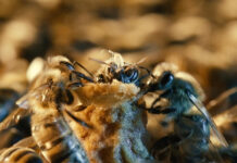 Las celdas reales, una estructura única y esencial para el desarrollo de las abejas reina