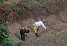 Ley agroindustrial en Honduras aviva temores por conflictos agrarios y control de tierras