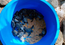 Liberaron 13 tortuguillos de la especie cardón en costas de La Guaira