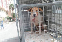 Marruecos avanza en la ley para regular los animales callejeros y castigar el maltrato