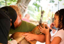Misión Nevado y Protección Animal se despliegan en Aragua para rescatar mascotas afectadas por sismos