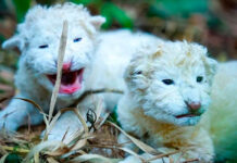 Nacen dos crías de león blanco de Timbavati en el Zoológico Las Delicias de Maracay