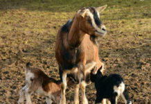 Nacen tres cabras montesas por fecundación in vitro obtenidas a partir de animales muertos