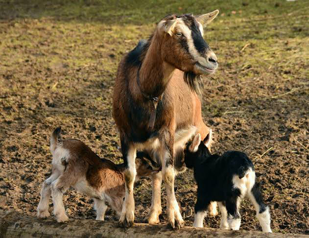 Nacen tres cabras montesas por fecundación in vitro obtenidas a partir de animales muertos