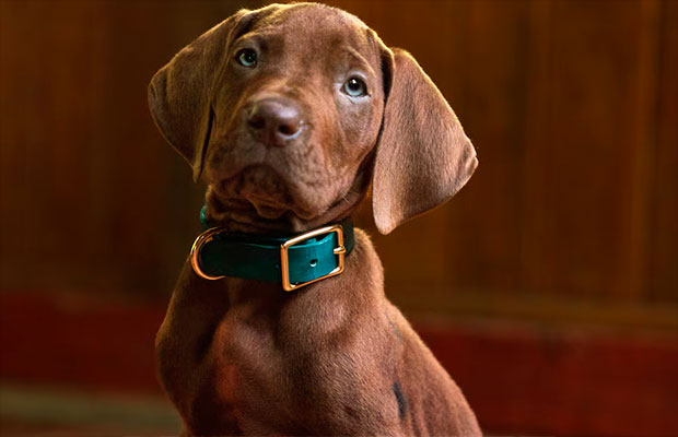 Netflix comparte el primer adelanto de ‘Scooby-Doo