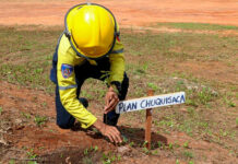Plan Nacional de Reforestación Chuquisaca arriba al hito de 500 mil árboles plantados