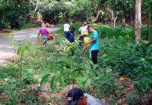 Por el Día del Árbol: Reforestadas 10 hectáreas en el Henri Pittier