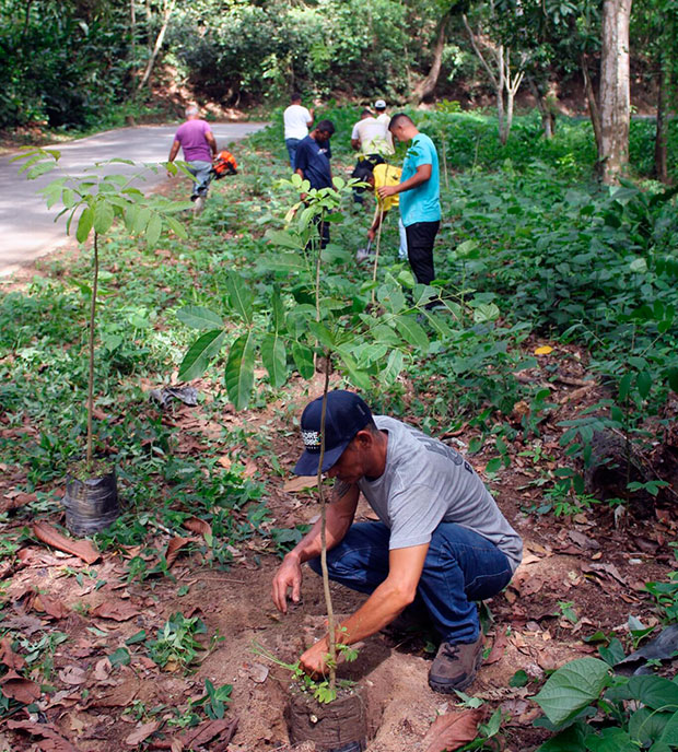 Por el Día del Árbol: Reforestadas 10 hectáreas en el Henri Pittier