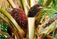 Producción de palma aceitera cubre el 37% del consumo nacional