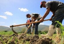 Productores agrícolas piden condenas ejemplarizantes para detener criminalidad