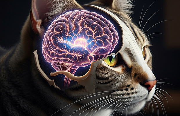 Qué puede enseñarnos el cerebro de los gatos sobre la longevidad humana