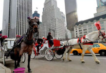 Renuevan llamada a vetar carruajes de caballos en Nueva York tras accidente con un herido