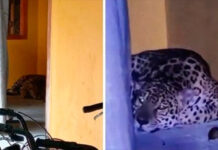 Rescatan a un jaguar de más de 100 kilos que se refugiaba en una universidad colombiana