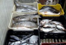 Sector pesca y acuicultura crece 15% este 2026