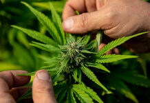Tailandia endurece sus sanciones para la venta de cannabis legal sin receta médica