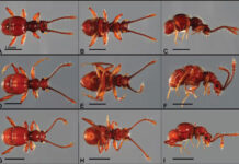 Un investigador describe 18 nuevos géneros y 339 especies de escarabajo en Ecuador
