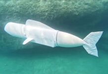 Un robot desvela el secreto de cómo algunos peces pueden desplazarse fuera del agua