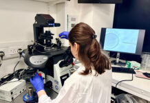 Una nueva edición genética revela un factor esencial en el desarrollo de embriones humanos