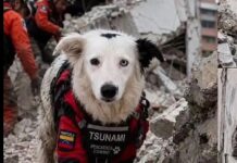 Tsunami se convierte en símbolo de esperanza en medio de la tragedia
