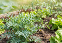 6 trucos de jardinería que se transmitieron por generaciones