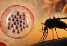Aclaran un misterio de décadas sobre cómo los parásitos de la malaria invaden las células