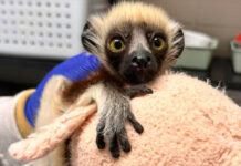 Aferrada a un peluche, una cría de lémur sale adelante en el suroeste de Colombia