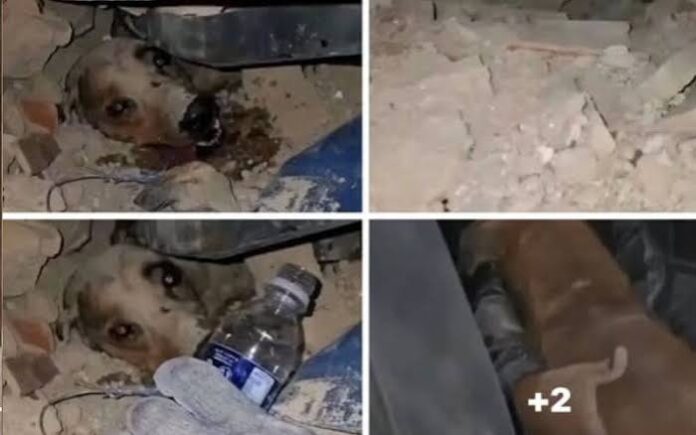 Asesinaron a palazos a Mariposa, la perrita rescatada en La Guaira