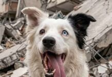 Claves para la selección de perros de rescate