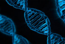 Crean un atlas con más 92 millones de elementos del ADN que controlan los genes humanos