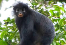 Descubren a Likweli, una nueva especie de mono de labios anaranjados