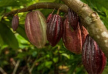 Descubren cuatro nuevas variedades genéticas de cacao en Perú