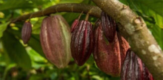 Descubren cuatro nuevas variedades genéticas de cacao en Perú