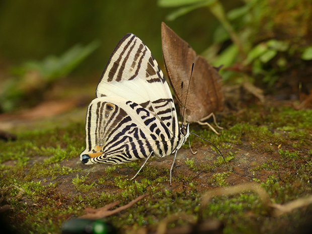 Descubren en Ecuador una nueva mariposa que por décadas fue confundida con otra especie