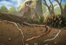 Descubren una nueva especie de serpiente primitiva subterránea