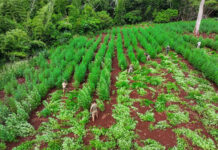 Destruyen 5,5 toneladas de marihuana en una zona rural en Paraguay fronteriza con Brasil