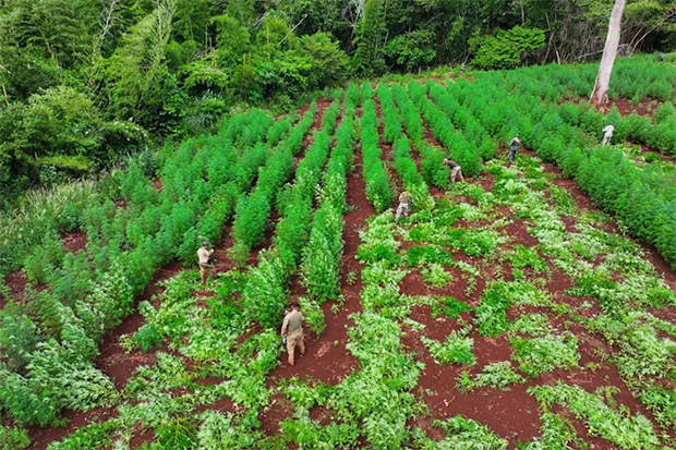 Destruyen 5,5 toneladas de marihuana en una zona rural en Paraguay fronteriza con Brasil