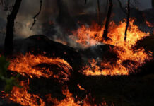 Detienen a un séptimo sospechoso por los incendios de Fontainebleau, al sureste de París