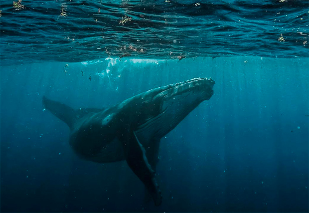 Día-Mundial-de-las-Ballenas-y-los-Delfines