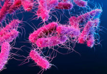 EE.UU. registra casi 2.000 casos de Cyclospora, un parásito que causa diarrea «explosiva»