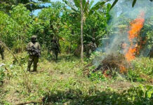 Ecuador destruye más de 60.000 plantas de coca en una zona fronteriza con Colombia